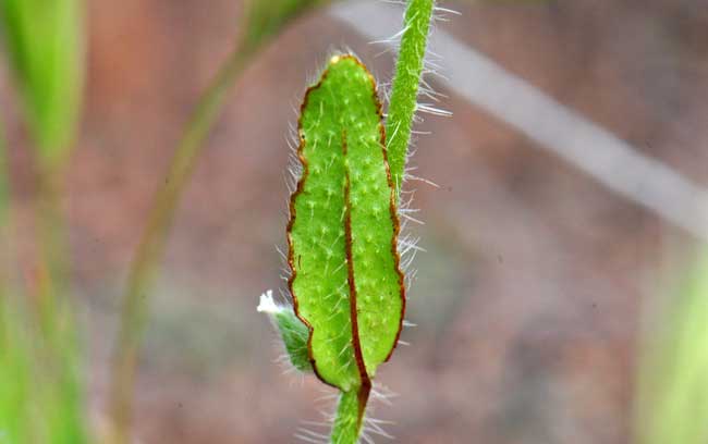 Plagiobothrys arizonicus, Arizona Popcornflower, Southwest Desert Flora